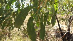 Acacia platycarpa