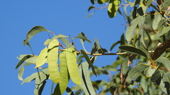 Acacia platycarpa