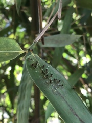 Crematogaster rogenhoferi