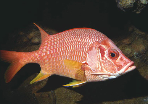 Sabre Squirrelfish (Reef Fish of the Hawaiian Islands) · iNaturalist