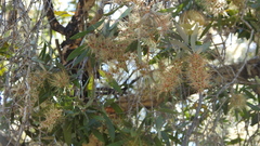 Melaleuca nervosa