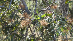 Melaleuca nervosa
