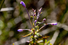 Epilobium pallidiflorum