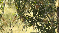 Melaleuca nervosa