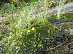 Utricularia recta