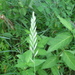 Tick Quackgrass - Photo (c) Sean Blaney, some rights reserved (CC BY-NC), uploaded by Sean Blaney