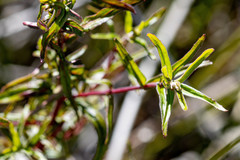 Epilobium pallidiflorum