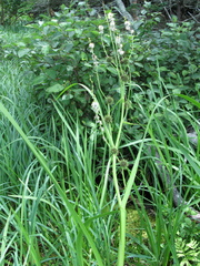 Sparganium androcladum