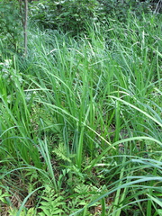 Sparganium androcladum