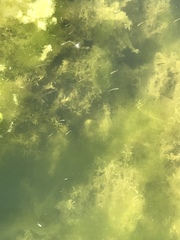 Micropterus salmoides