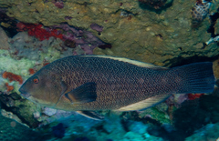 Notolabrus inscriptus