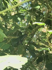 Papilio bianor thrasymedes