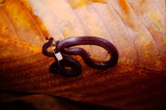 Enuliophis sclateri