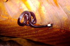 Enuliophis sclateri