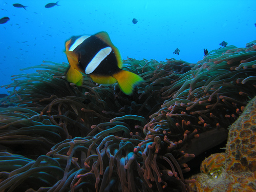 Madagascar Anemonefish