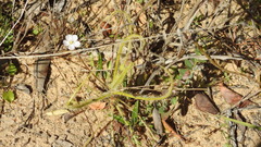 Drosera finlaysoniana