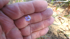 Byblis liniflora
