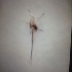 Ephemeroptera