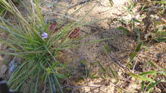 Byblis liniflora