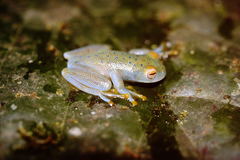 Cochranella granulosa