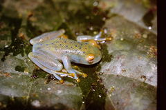 Cochranella granulosa