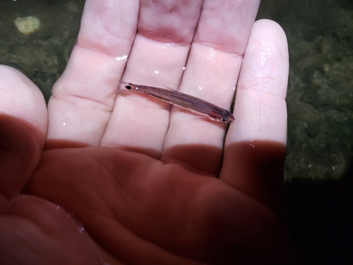 Taillight shiner (Notropis maculatus) — Cyprinidae — 2