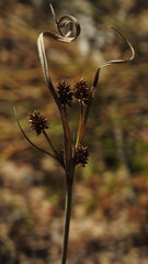 Cyperus conicus
