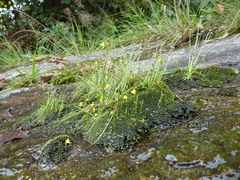 Utricularia recta