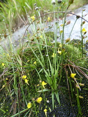 Utricularia recta