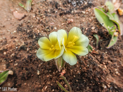 Moraea luteoalba