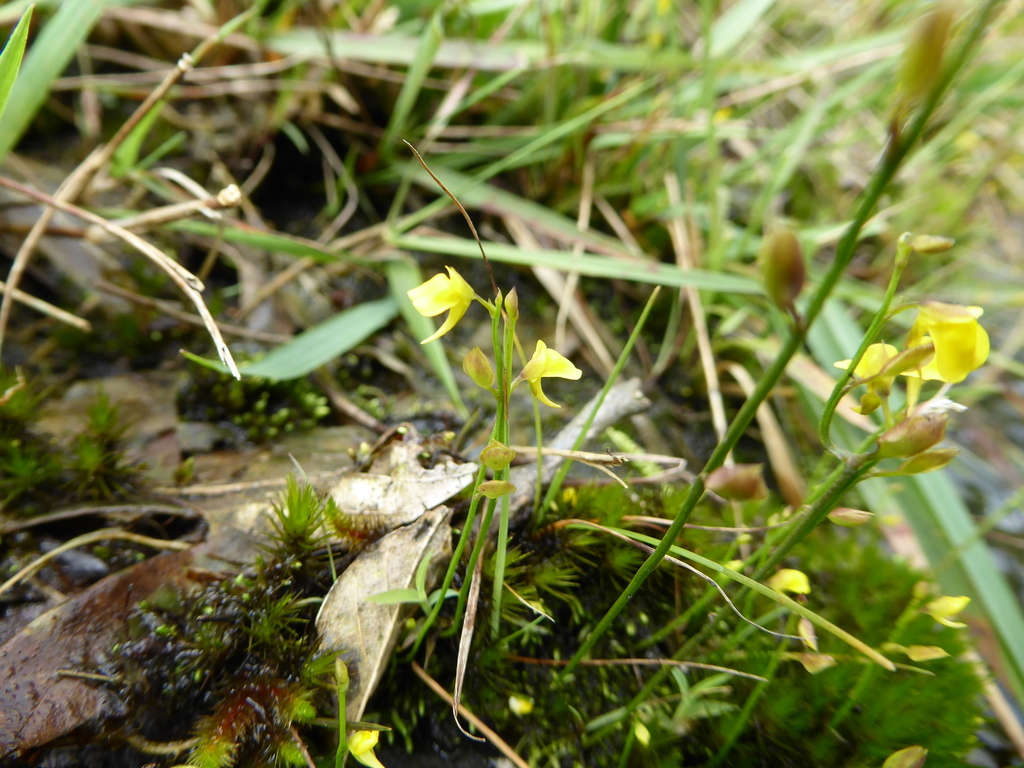 Utricularia recta P.Taylor 4