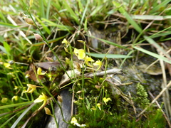 Utricularia recta