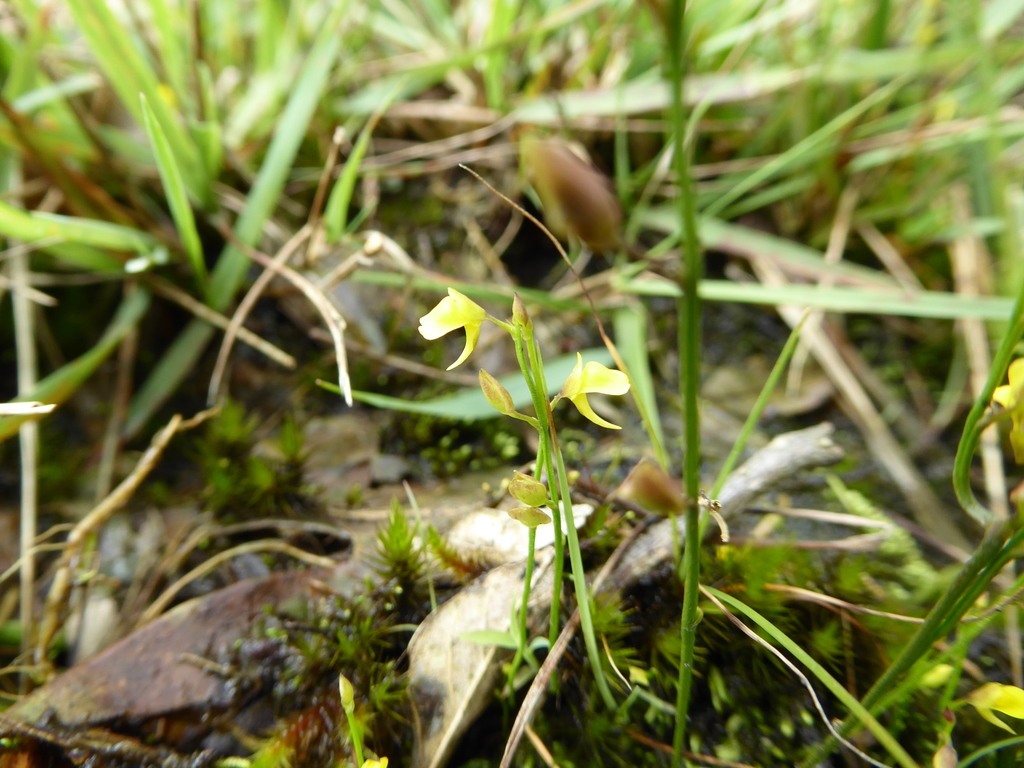 Utricularia recta (Utricularia recta)