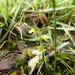 Utricularia recta - Photo (c) Elizabeth Byers, algunos derechos reservados (CC BY-NC), uploaded by Elizabeth Byers