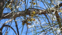 Acacia sericophylla