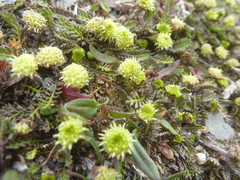 Leptinella