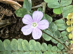 Biophytum dendroides, photograph (c) Cody Hinchliff, some rights reserved (CC BY)