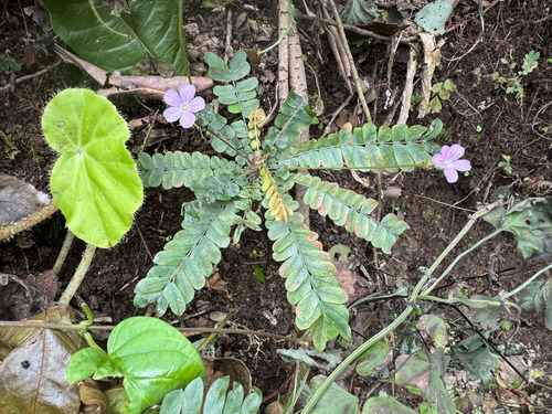 Biophytum dendroides, photograph 3
