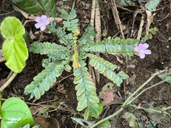 Biophytum dendroides
