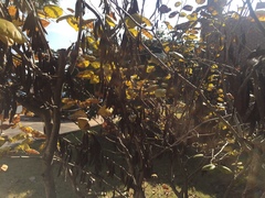 Cercis chinensis