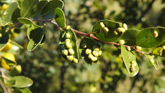 Petalostigma banksii
