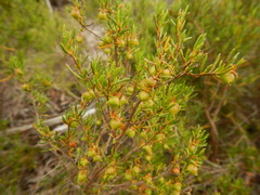 Dodonaea hexandra