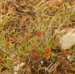 Dodonaea hexandra