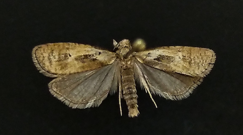 Phtheochroa villana