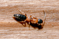 Sclerogibbidae