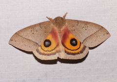 Automeris iris hesselorum