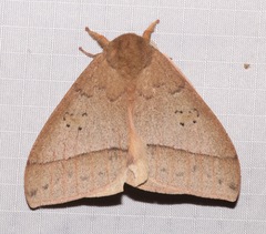 Automeris iris hesselorum