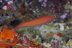 Pseudanthias cooperi