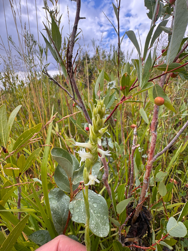 Ute Ladies'-tresses (Spiranthes diluvialis)