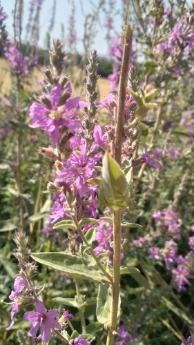 purple loosestrife